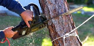 Best Hazardous Tree Removal  in Elk Creek, KY