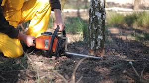 Best Emergency Tree Removal  in Elk Creek, KY