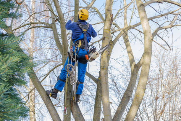 How Our Tree Care Process Works  in  Elk Creek, KY