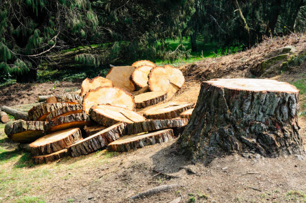Best Seasonal Cleanup (Spring/Fall)  in Elk Creek, KY